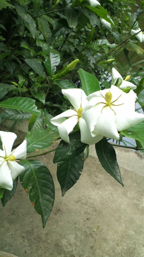 アップロードファイル 1012-1.jpg