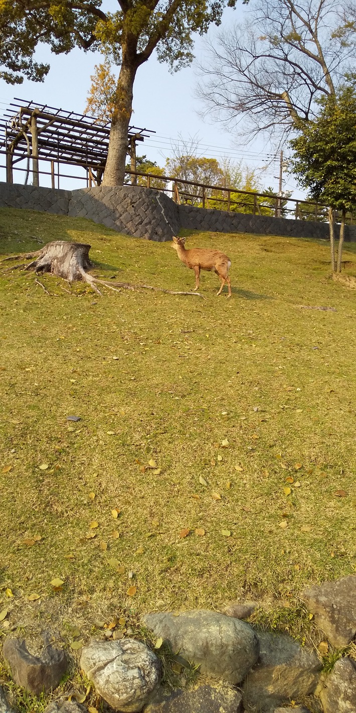 アップロードファイル 1157-1.jpg