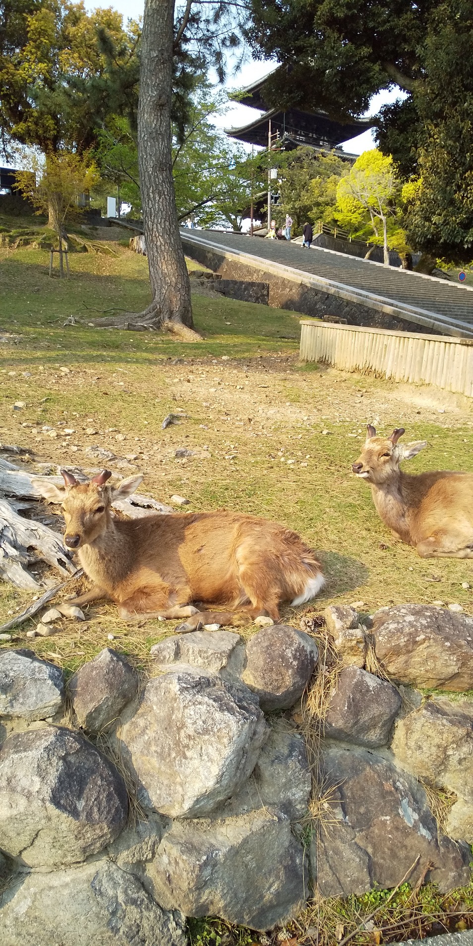 アップロードファイル 1157-2.jpg