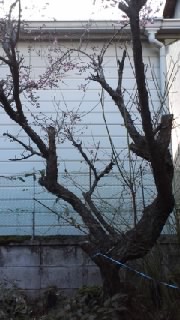 アップロードファイル 772-1.jpg