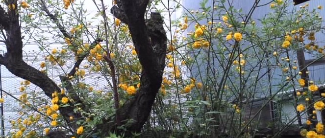 アップロードファイル 875-1.jpg